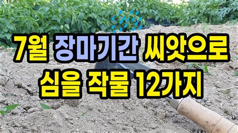 7월 장마기간 씨앗으로 심을 수 있는 작물 12가지 Youtube