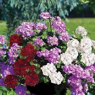 Geranium Ruby Tint Mixed Trailing 2 Pre Planted Hanging Baskets