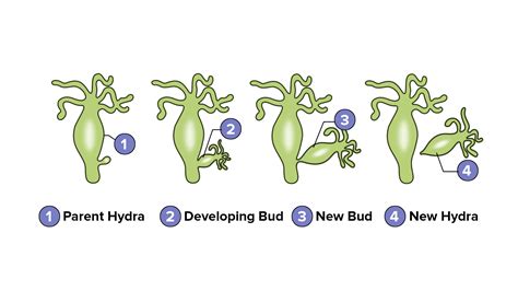 Write A Short Note On Budding In Hydra