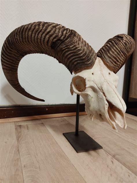 Mouflon Trophy On Custom Steel Stand Ovis Aries Musimon Catawiki