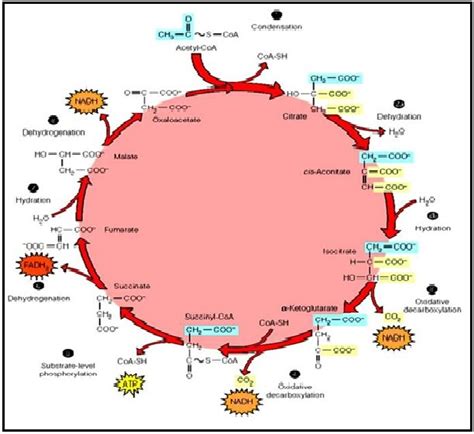 Biokimia Dian Husada Siklus Krebs Sebagai Rangkaian Aksi Untuk