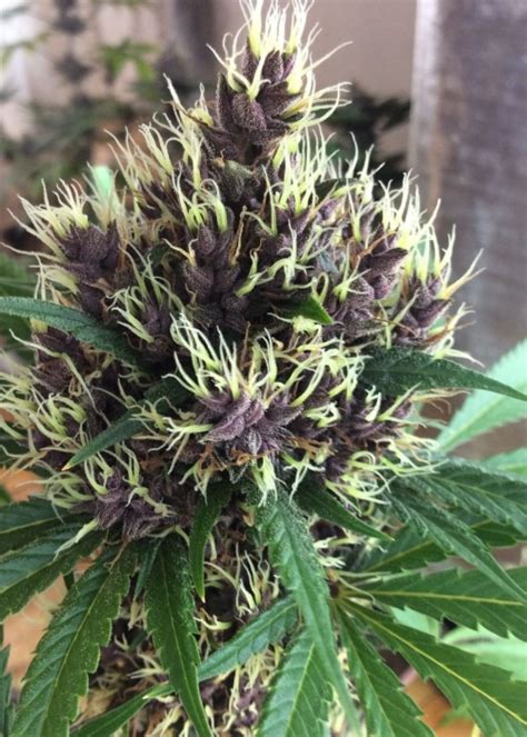 Purple Kush Strain Info / Purple Kush Weed By Buddha Seeds - GrowDiaries