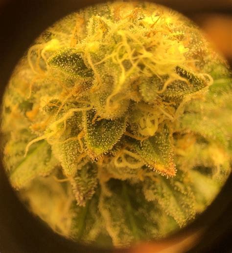 More rust colored spots - Grow Cycle - I Love Growing Marijuana Forum