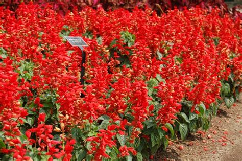 Salvia Splendens Red Hot Sally Red Hot Sally Sage On