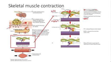 Skeletal Muscle Contraction Types