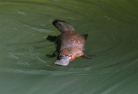 Duck Bills To Pay As Platypuses Face Extinction 2ser