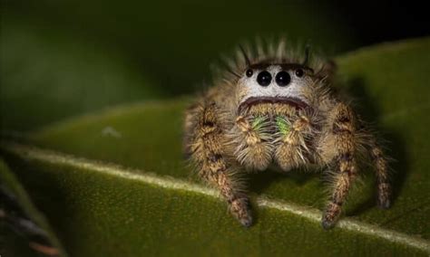 5 Extinct Types of Spiders - And 3 Critically Endangered Spiders that Need Help Today - A-Z Animals