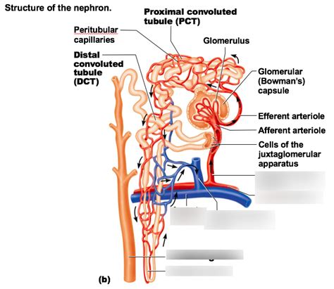 Cortical Radiate Artery