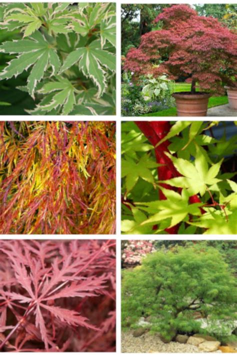 16 Different Types Of Japanese Maple Trees And Their Identifying Features Japanese Maple Tree