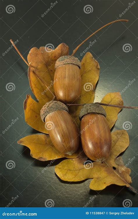 Acorns Stock Image Image Of Autumn Green Acorns Gray 11538847