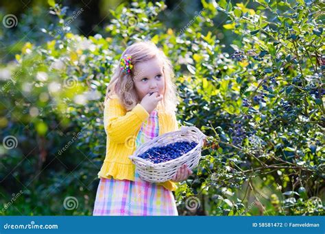 Little Girl Picking Blueberry Stock Photo - Image of fruit, farm: 58581472