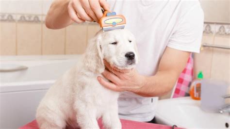 DIY Tips for Grooming a Dog at Home | PetMD