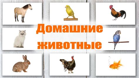 Домашние животные. Карточки Домана. Обучающие карточки для детей - YouTube