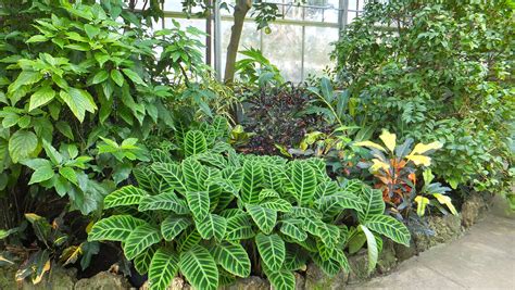 File:Plants Conservatory.JPG - Wikimedia Commons