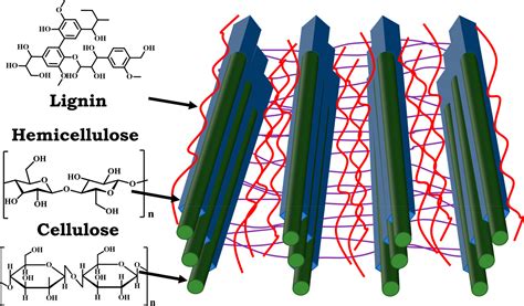 Lignocellulose Structure