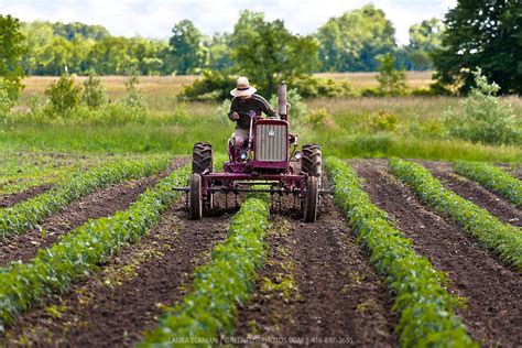 Farmer Cultivating His Field On Old Farmall Tractor Greenfuse Photos