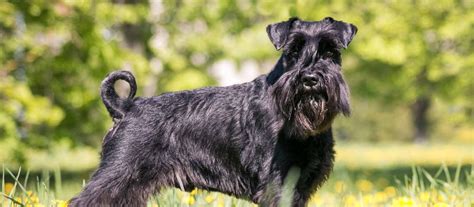standard schnauzer puppies  sale greenfield puppies