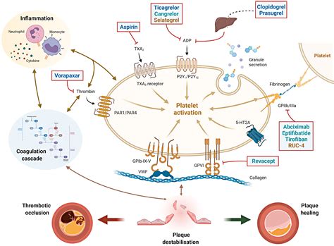 Antiplatelet Therapy After Percutaneous Coronary Intervention