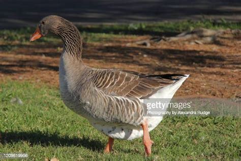 71 Toulouse Geese Stock Photos High Res Pictures And Images Getty