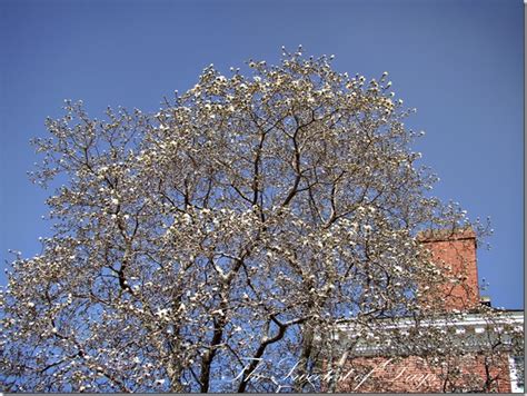 A New England Life Spring Magnolia