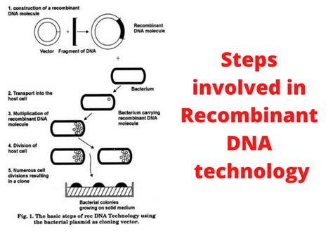 Steps Involved Dna Technology 57 Dna Technology Dna Recombinant Dna