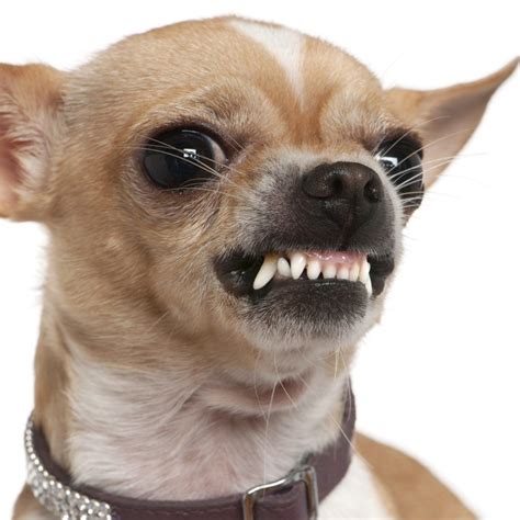 Chihuahua Growling Meme Pets Lovers