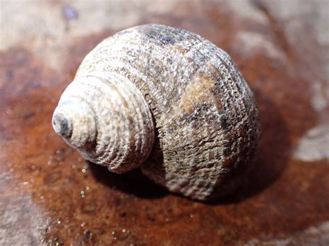 Turbo Snails From Tulamben Kubu Karangasem Regency Bali Indonesia