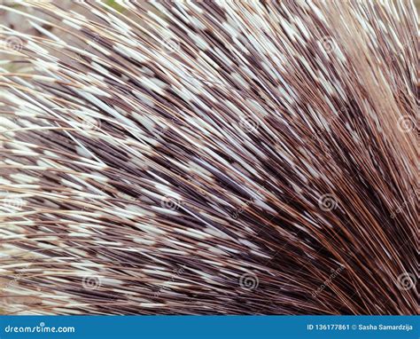 Porcupine quills stock image. Image of american, outdoor - 136177861