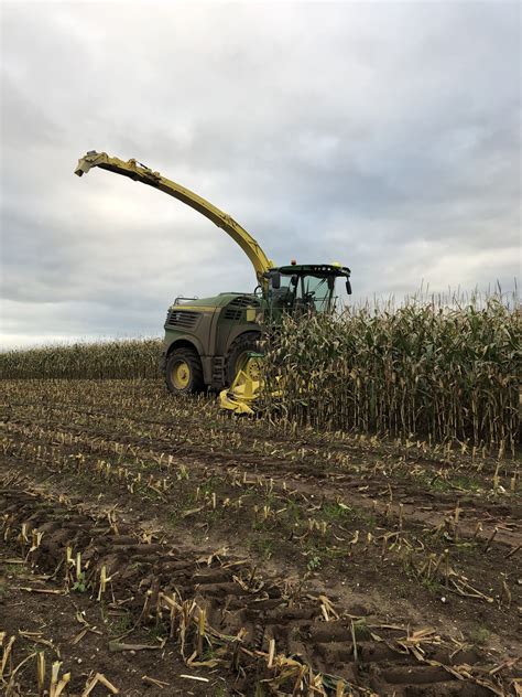 Maize Harvesting