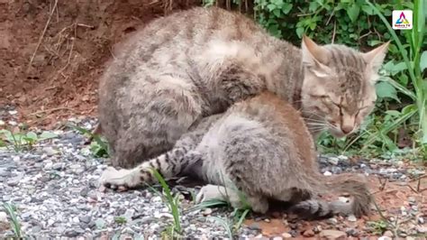 Mom Cat Loves Her Baby Kittens Very Much Youtube