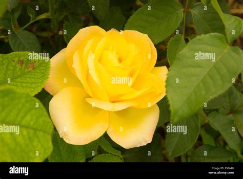 Rose Hill garden, Manito Park, Spokane, Washington Stock Photo - Alamy