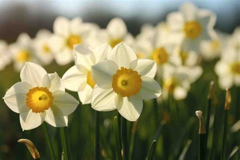 10 Flowers That Represent March: Blooming Beauties - Foliage Friend - Learn About Different ...