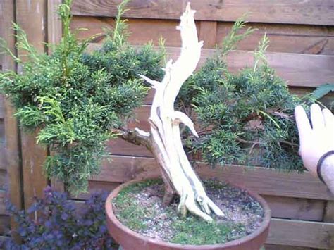 Juniperus Chinensis Itoigawa Les Chuhin Et Autres Grands Bonsa