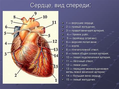 Cистема кровообращения - презентация онлайн