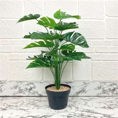 Promo Terbaru Pohon Daun Monstera Tapak Gajah X Semi Latex Artificial