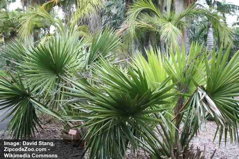 Top 27 Small or Dwarf Palm Trees with Identification Guide (Pictures)