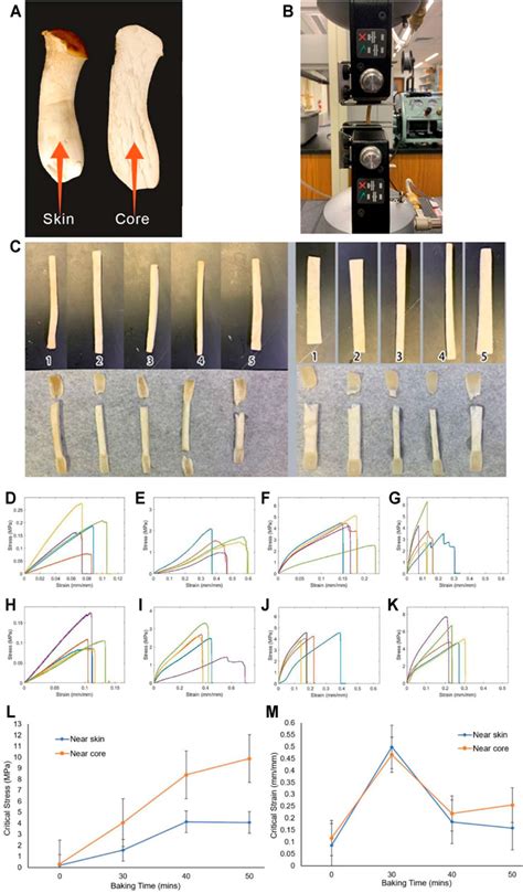 Frontiers Material Function Of Mycelium Based Bio Composite A Review