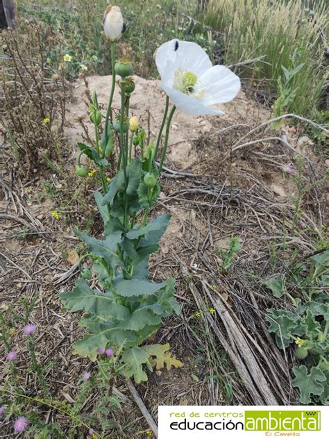 Papaver Somniferum CENTRO EL CAMPILLO