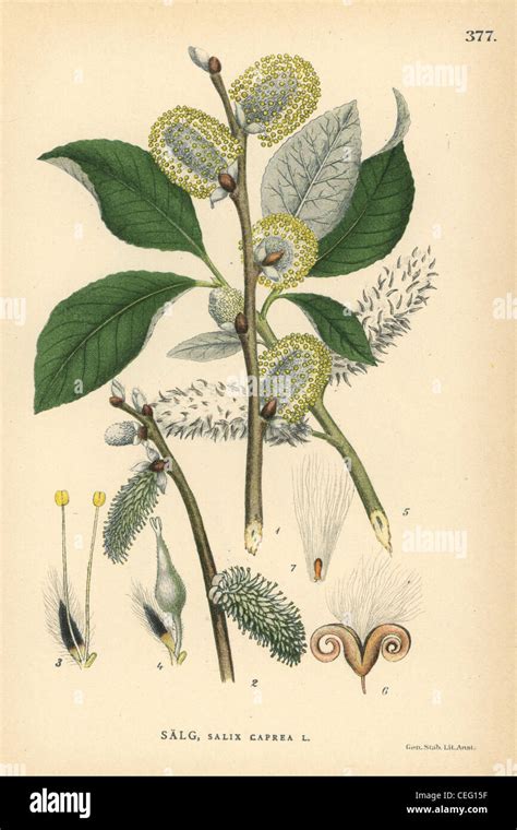 Goat Willow Or Pussy Willow Tree Salix Caprea Stock Photo Alamy