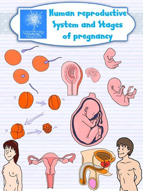 Human Reproductive System And Stages Of Pregnancy Clipart {science Clip