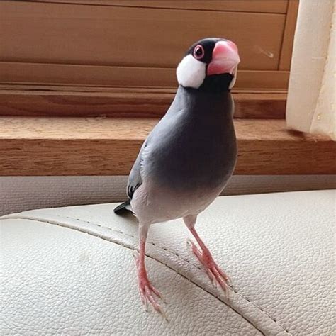 桜文鳥♂白文鳥♀2羽🍀里親募集 たてやま 生地のその他の里親募集｜ジモティー