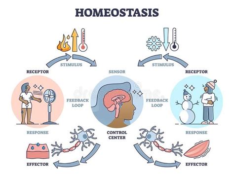 The Stages Of Homeostasis In Humans And Their Environment Including