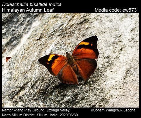 Doleschallia Bisaltide Cramer 1777 Autumn Leaf Butterfly