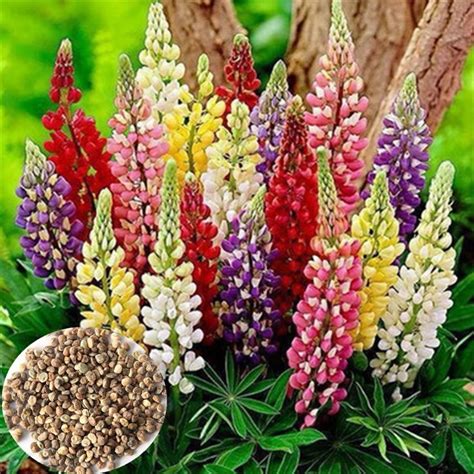 Lu Bing Hua Early Maturity F1 Hybrid Dried Chinese Lupine Flower Seeds