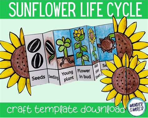 Life Cycle Of A Sunflower Foldable Kids Craft A4 And 11x85 Inch