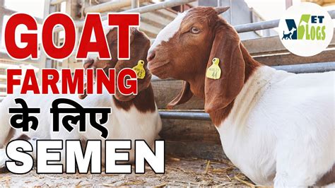 Semen For Goat Farming Bakri K Liye Semen Artificial Insemination