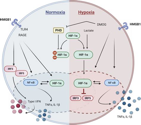 HIF 1α is a negative regulator of interferon regulatory factors