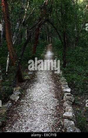 Mexiko Campeche State Calakmul Biosph Renreservat Antike Maya Stadt