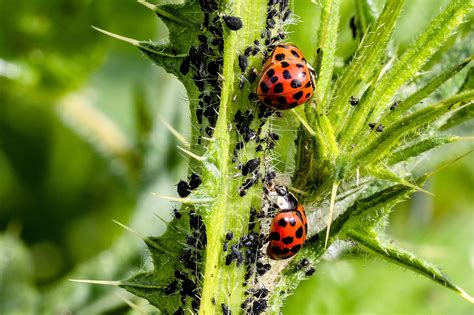 How to Spot and Get Rid of Aphids on Your Garden Plants