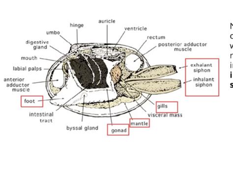 Clam anatomy Flashcards | Quizlet